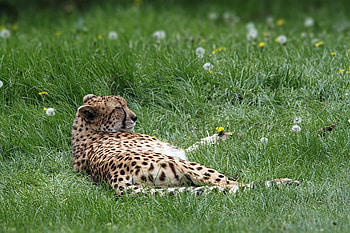 Animals, Grass, Cheetah, Lies, Predator HD wallpaper