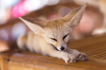 Fennec Fox, Beautiful , Cute desert dweller, Sandy habitat HD wallpaper