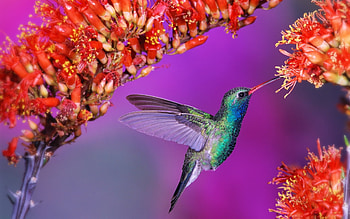 Animals, Birds, Humming-Birds, Violet HD wallpaper