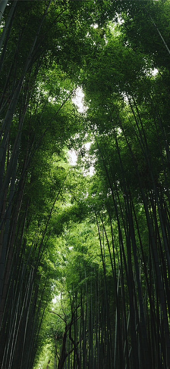 Lush foliage, Natural beauty, Serene atmosphere, Vibrant colors HD phone wallpaper