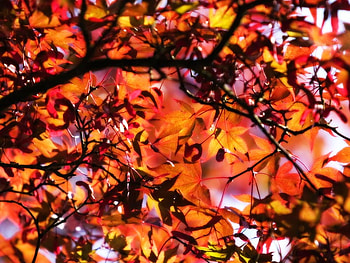 Fall Fantasy, fall, other, autumn, nature, leafs HD wallpaper