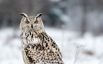 Owl – HD wallpaper