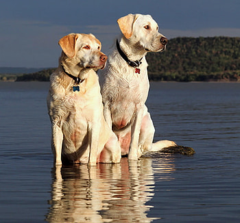 Golden pair, golden, labrador retrievers, dogs, hunters, water HD wallpaper
