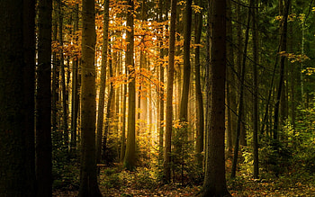 Forest in Czechia, trees, autumn, Czechia, forest HD wallpaper