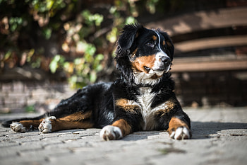 Animals, Lies, Dog, Spotty, Spotted HD wallpaper
