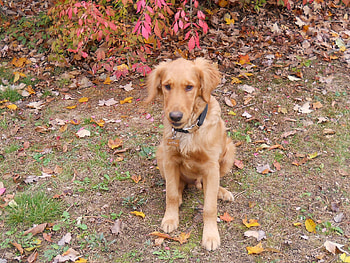 Good Boy, dog, stay, jazz, golden retriever, sit HD wallpaper