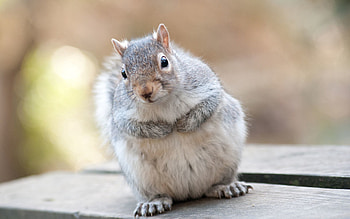 Animals, Squirrel, Beautiful, Grey, Animal HD wallpaper