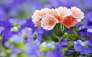 Plants, Flowers HD wallpaper
