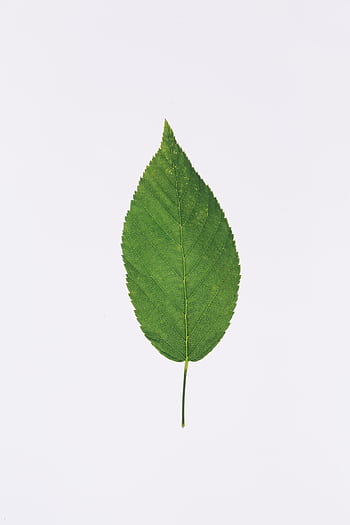 Close-up of a green leaf with detailed veins against a plain white background. HD phone wallpaper