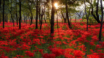 Spider Lilies in the forest, trees, flowers, morning, blossoms, sunrise HD wallpaper