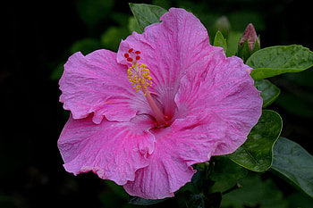 Pink hibiscus, Nature's beauty, , Floral delight HD wallpaper