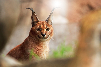 Animals, Iris, Glare, Muzzle, Predator, Big Cat HD wallpaper