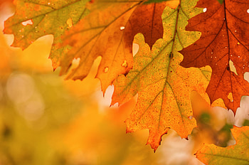 Foliage, autumn, close up, maple leaf HD wallpaper