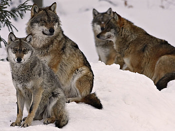 Animals, Wolfs, Winter, Snow, Family, Flock HD wallpaper
