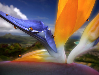 Insects, Art, Ladybugs HD wallpaper