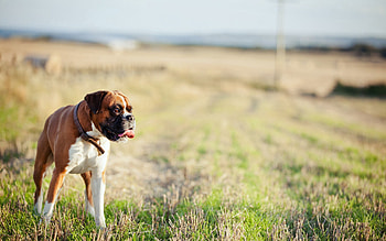 Animals, Grass, Dog, Stroll HD wallpaper