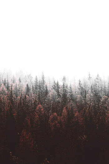 Autumn, nature, tree, sky HD phone wallpaper