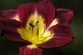 Macro, Petals, Bee, Tulip, Pollination HD wallpaper