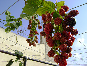 Strawberry red, barbed, strawberry, red, climber HD wallpaper