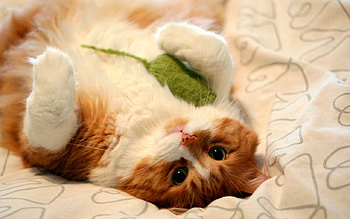 Cute Cat, animal, cute, cat, lying HD wallpaper