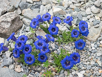 PRETTY BLUE FLOWERS, FLOWERS, BACKGROUND, GREY, BLUE HD wallpaper