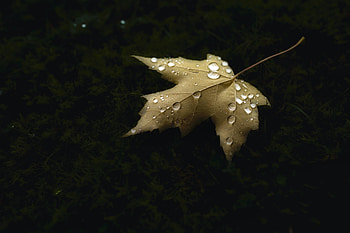 Autumn, Drops, Macro, Sheet, Leaf, Maple HD wallpaper