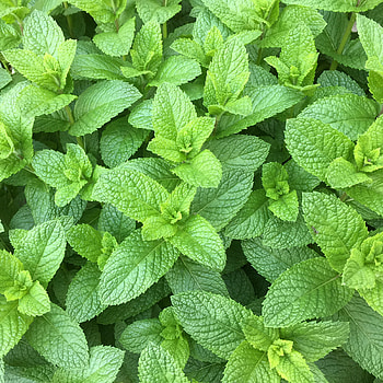 Food energetics, Spearmint aroma, Scarborough acupuncture, South Scarborough HD phone wallpaper