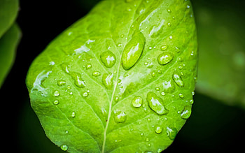 Drops, Macro, Surface, Sheet, Leaf, Dew HD wallpaper