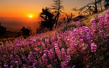 Sunset slope, beauitful, glow, meadow, orange, mountain, fiery, wildflowers, field, valley, trees, sky, amazing, lovely, sunset HD wallpaper