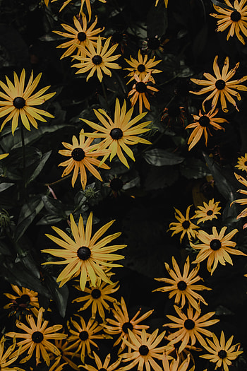 Flowers, Camomile, Flower, Petals, Chamomile HD phone wallpaper