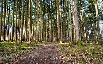 Forest Path, trees, nature, forest, path HD wallpaper