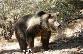 Animals, Trees, Grass, Stones, Bear, Stroll, Gait HD wallpaper