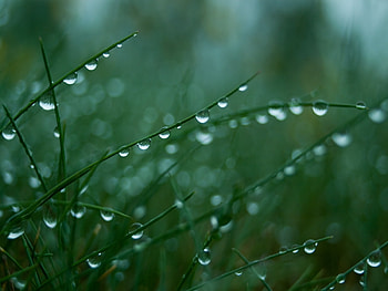 Plants, Grass, Drops HD wallpaper