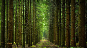 Forest, nature, woods, tree HD wallpaper