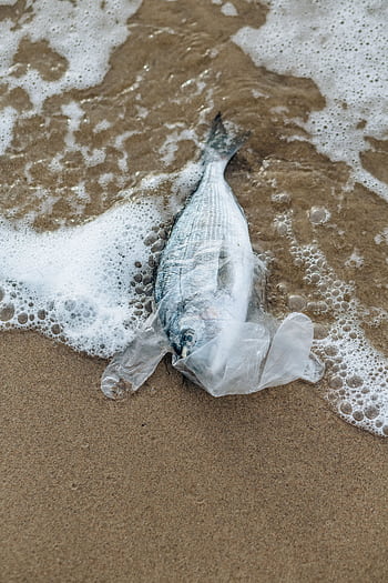 A dead fish caught in clear plastic lies on the sandy shore, highlighting water pollution. HD phone wallpaper