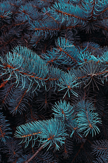 Plant, Macro, Branches, Spruce, Fir, Needles HD phone wallpaper