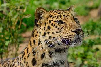 Animals, Amur Leopard, Muzzle, Predator, Wild Cat, Wildcat HD wallpaper