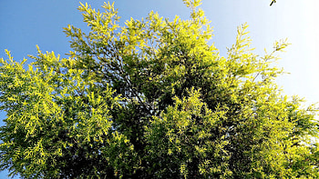 Nature, Sky, Leaves, Summer, Shine, Light, Wood, Tree HD wallpaper