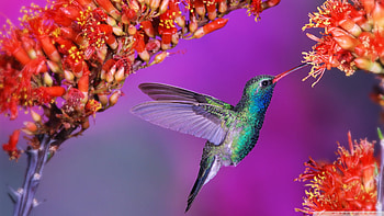 Hummingbird, Animal, Bird HD wallpaper