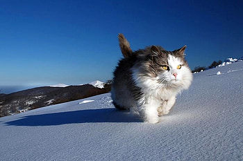 Cat on Snow, cool, cat, , snow HD wallpaper