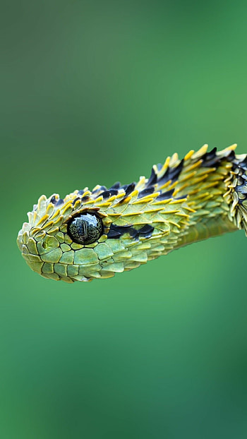 Snake for users, Sleek snake backgrounds, Apple serpents, Mobile personalization HD phone wallpaper