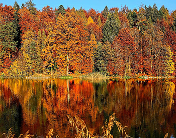 Nature, Rivers, Trees, Autumn, Reflection HD wallpaper