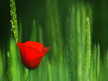 Red Flower, beautiful, , red, flower HD wallpaper