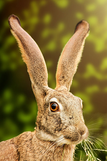 Hare rabbit animal HD phone wallpaper