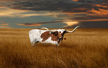 texas longhorn Vektorgrafik - For.com HD wallpaper