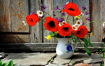 Poppies, bouquet, nice, fragrance, yard, vase, beautiful, fresh, summer, still life, pretty, field, freshness, red, nature, scent, flowers, lovely HD wallpaper