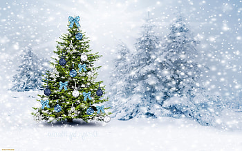 Christmas tree, winter, chridtmas, snow, tree HD wallpaper