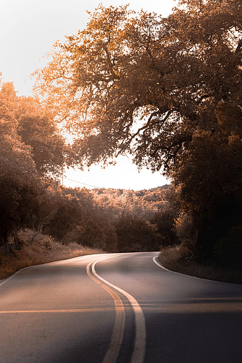 Nature, Trees, Bush, Road, Markup HD phone wallpaper