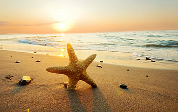 Starfish background , Baltana HD wallpaper