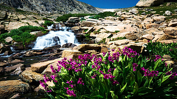 Devil’s Thumb Lake Trail, Colorado, mountains, blossoms, landscape, flowers, sky, rocks, usa HD wallpaper